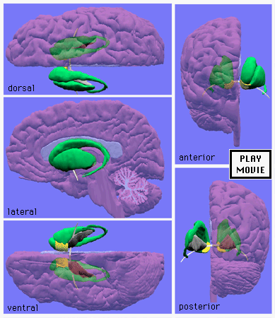 선조체 : Striatum