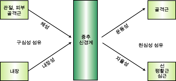 신경섬유의 기능 및 기시부에 따른 분류