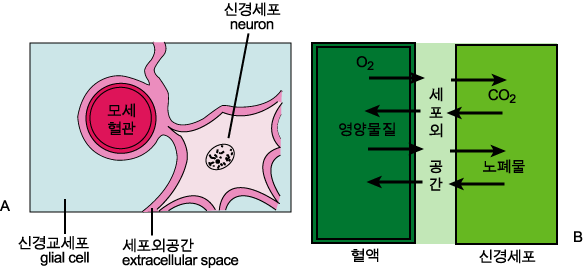 신경세포의 물질교환과정
